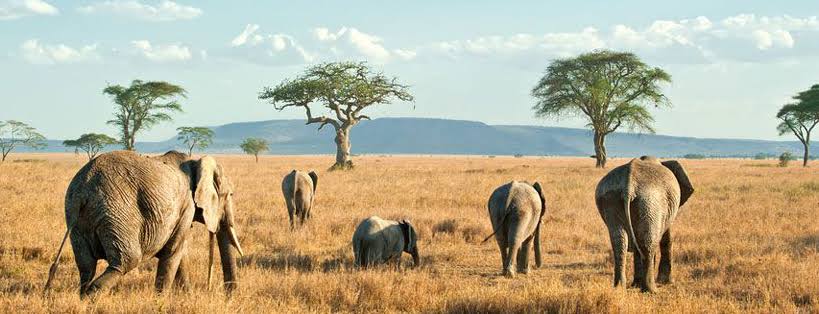 4-Day Amazing Tarangire Np, Serengeti Np +Ngorongoro Crater gallery image