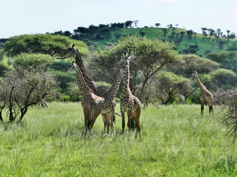 4-Day Amazing Tarangire Np, Serengeti Np +Ngorongoro Crater gallery image