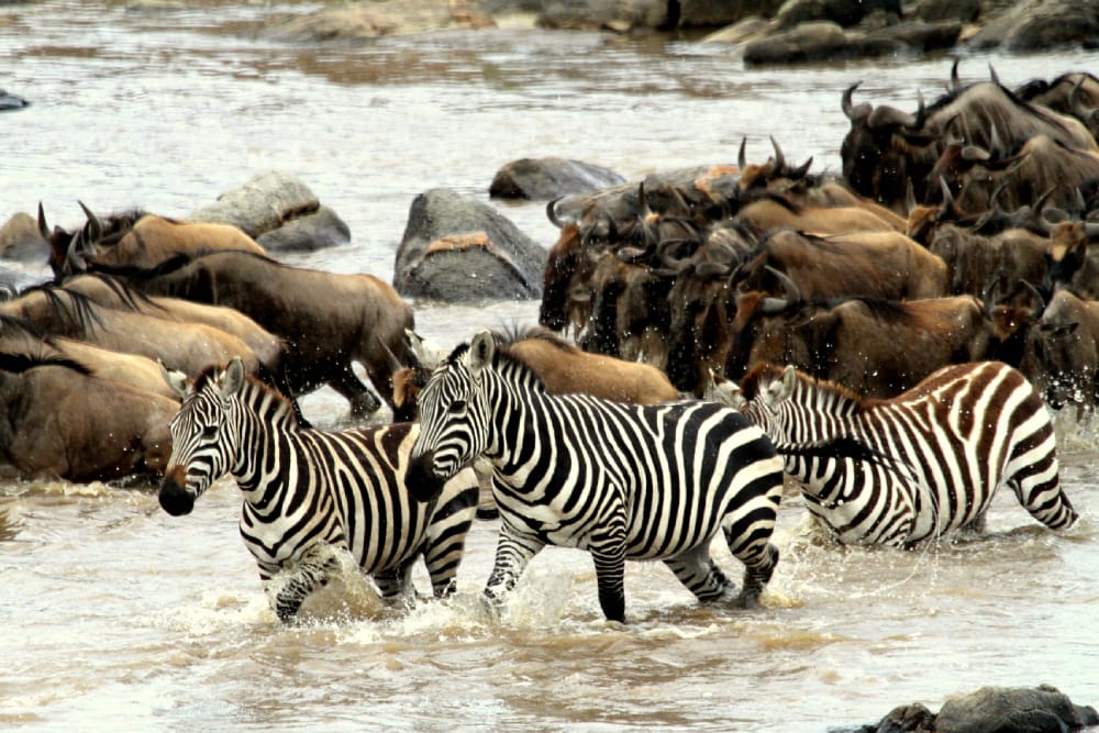 4-Day Amazing Tarangire Np, Serengeti Np +Ngorongoro Crater