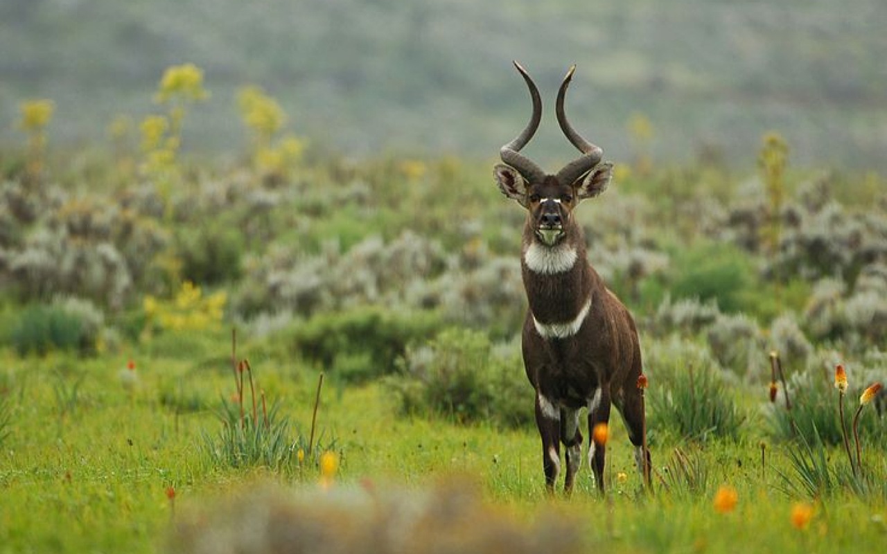 6-Day Awash & Bale Mountains Safari Adventure gallery image