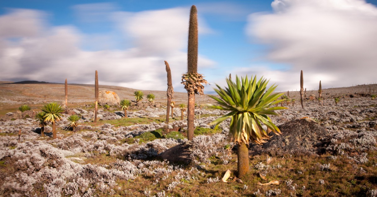 4-Day Bale Mountain National Park Trekking gallery image