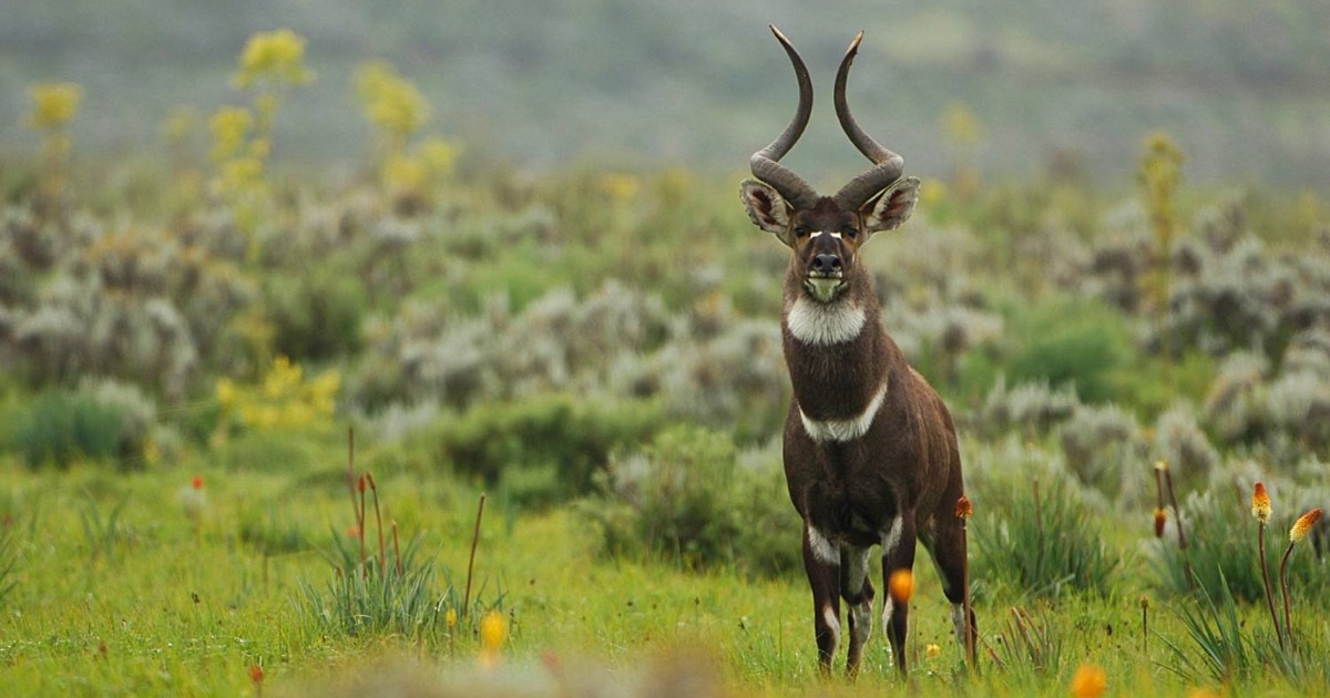 4-Day Bale Mountain National Park Trekking