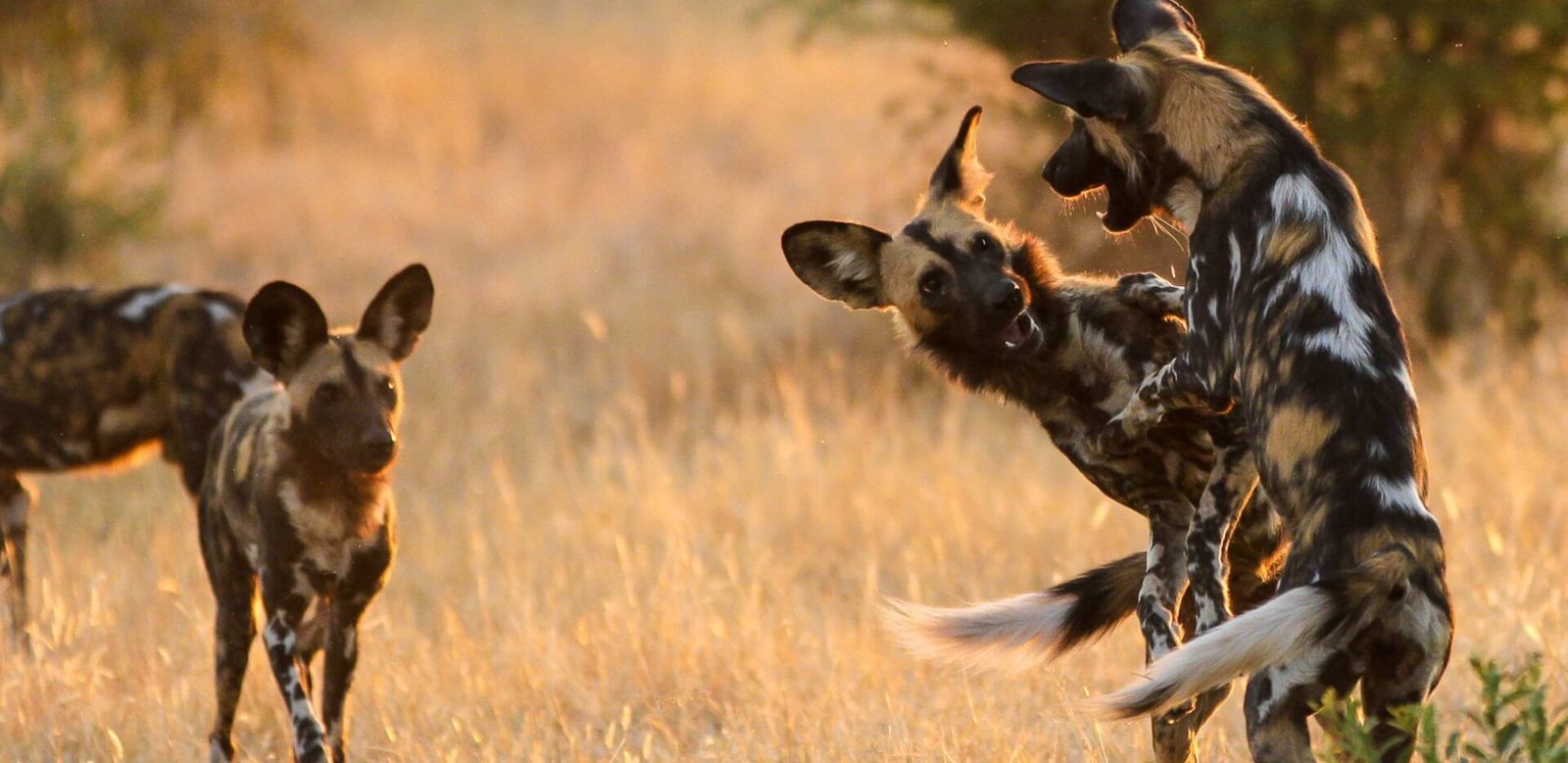 Lui Tours And Safaris