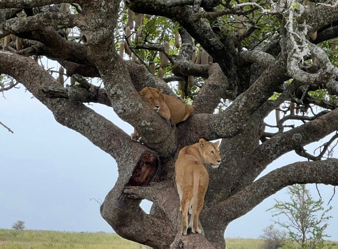 3-Day Best Tarangire, Ngorongoro & Manyara Trip gallery image