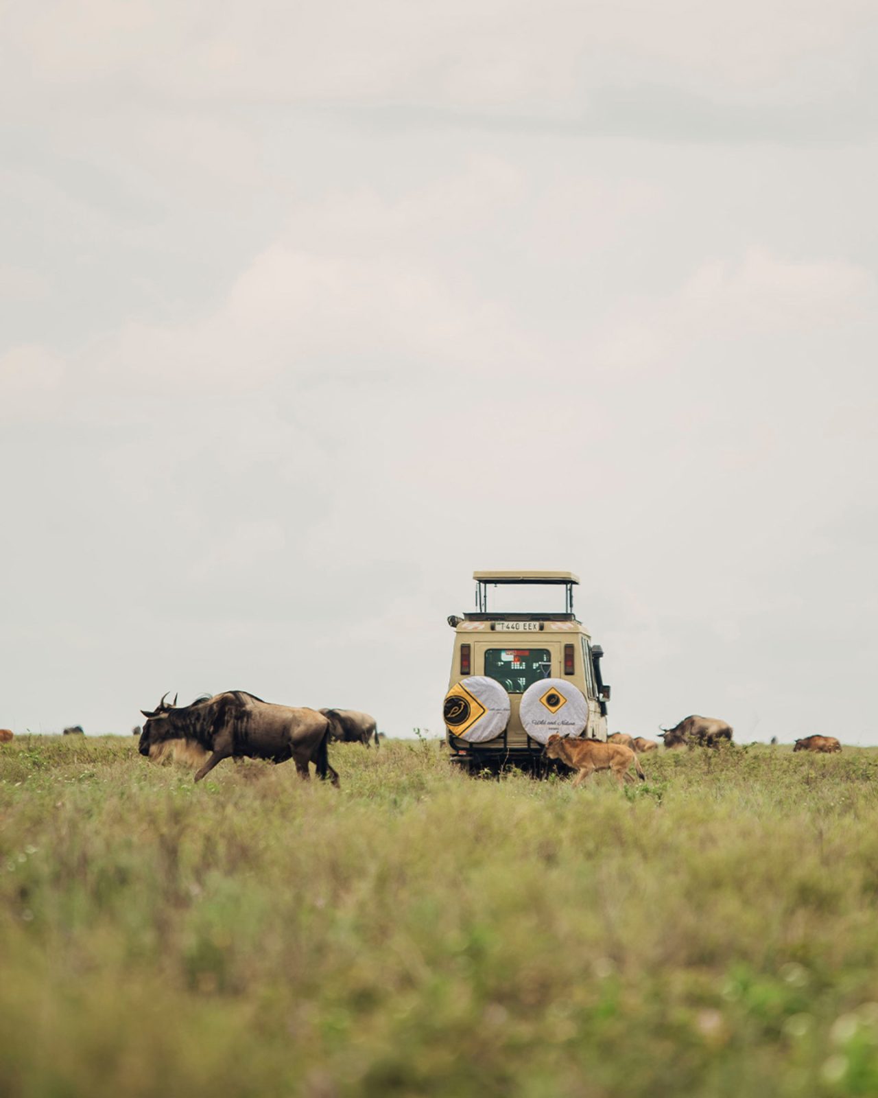 5-Day Big 5 Serengeti Safari gallery image
