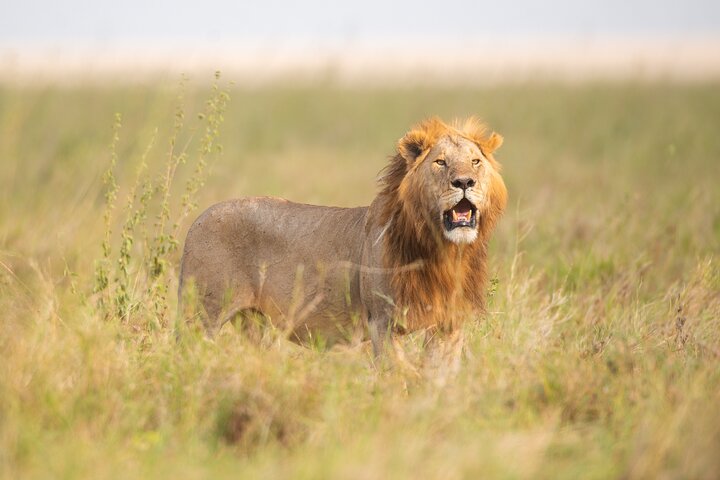 5-Day Big 5 Serengeti Safari gallery image