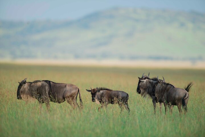 5-Day Big 5 Serengeti Safari gallery image