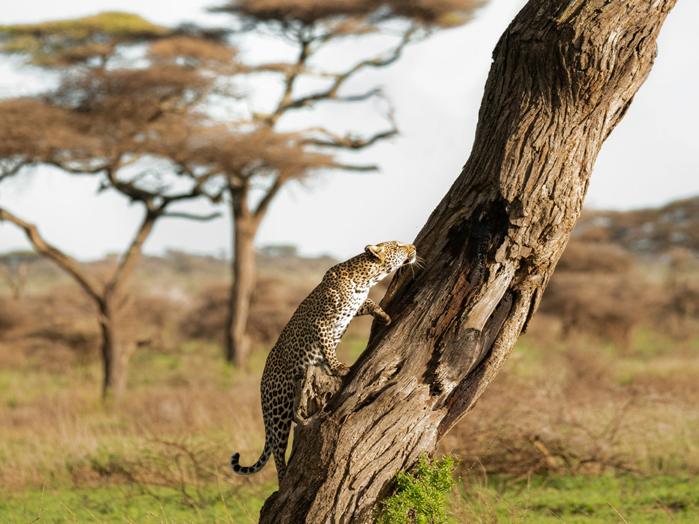5-Day Big 5 Serengeti Safari