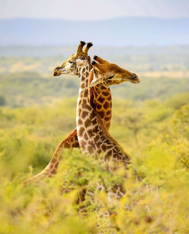 2-Day Budget safari to the best of southern circuit(Nyerere) gallery image