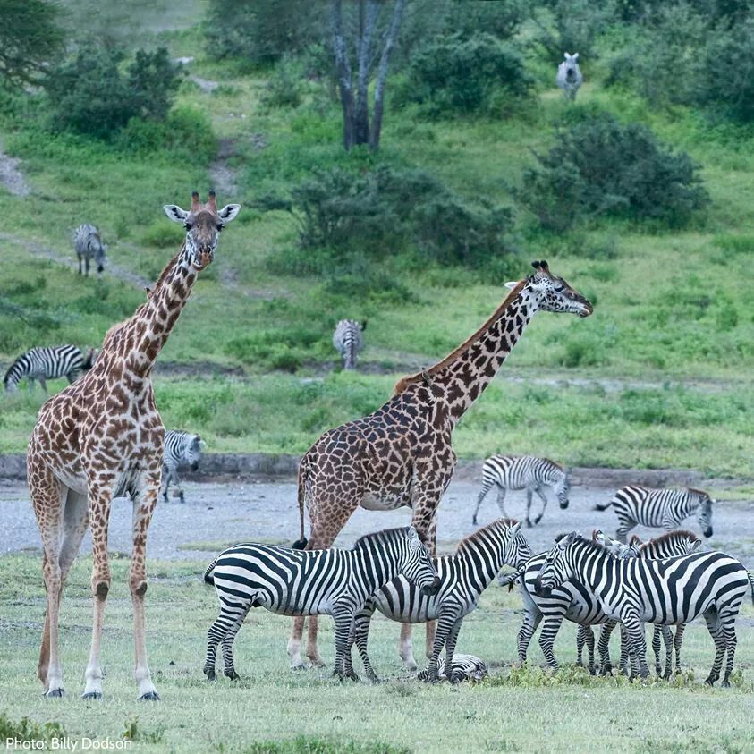 2-Day Budget safari to the best of southern circuit(Nyerere) gallery image