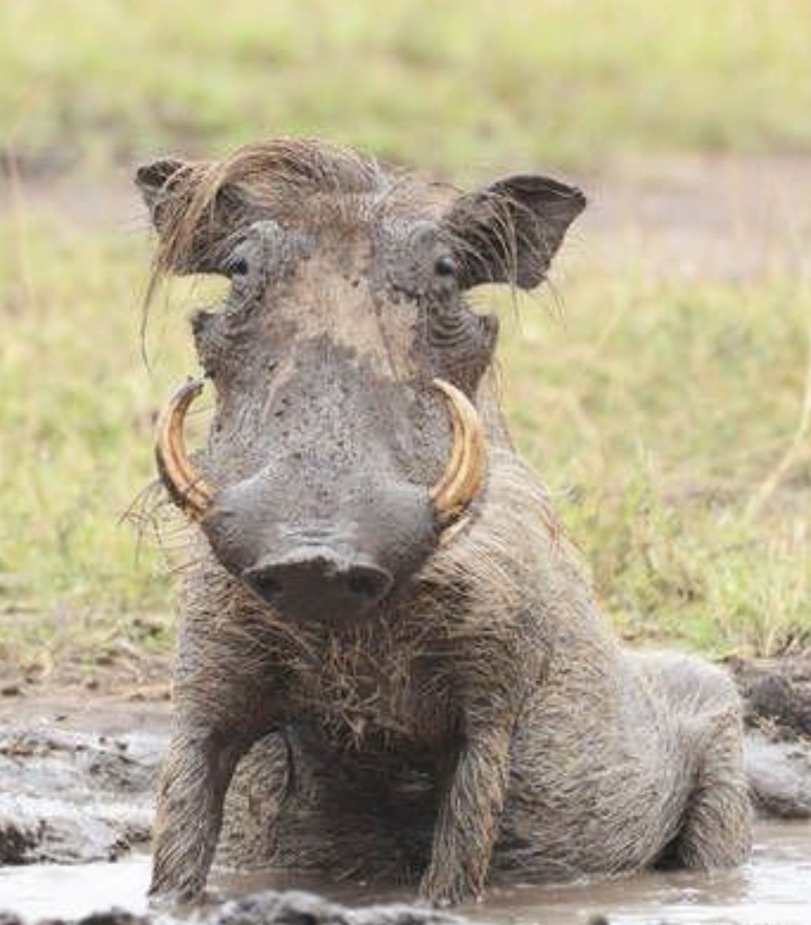 2-Day Budget safari to the best of southern circuit(Nyerere) gallery image