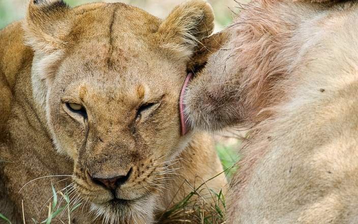 Budgeted Honeymooners Safari safari tour