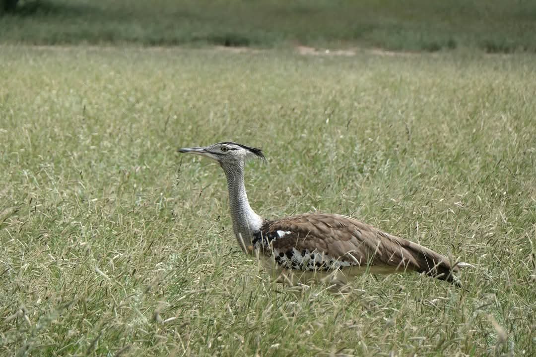 Bush Rover Safaris