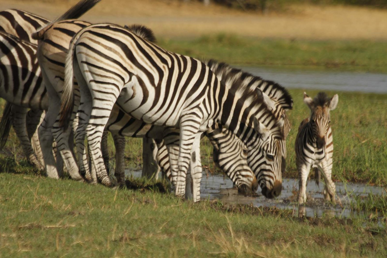 Bush Rover Safaris