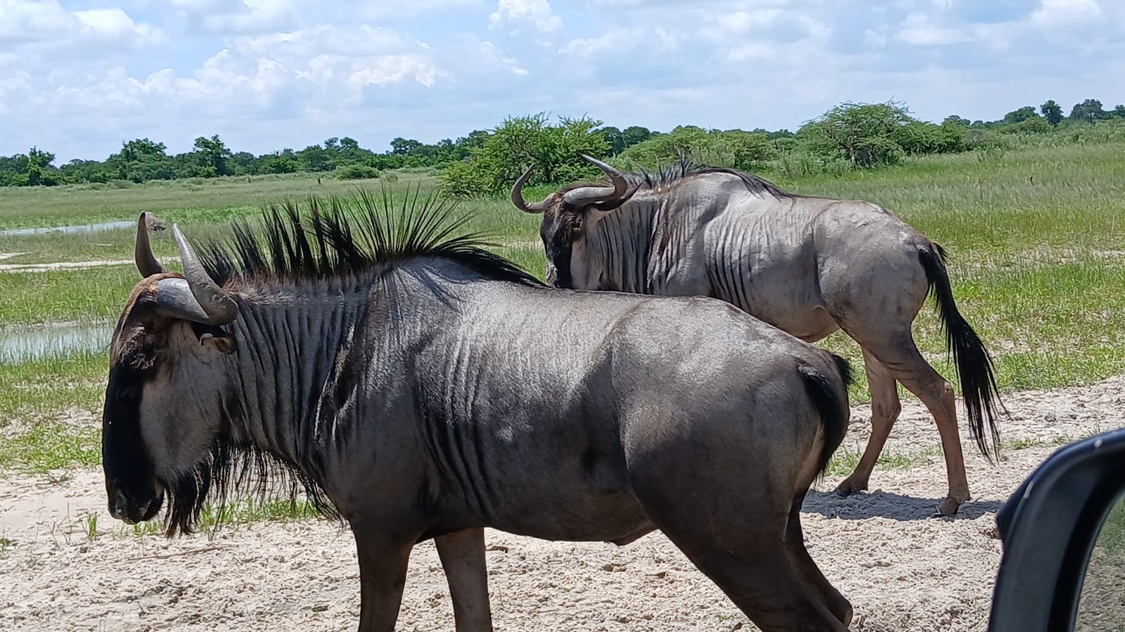 Bush Rover Safaris