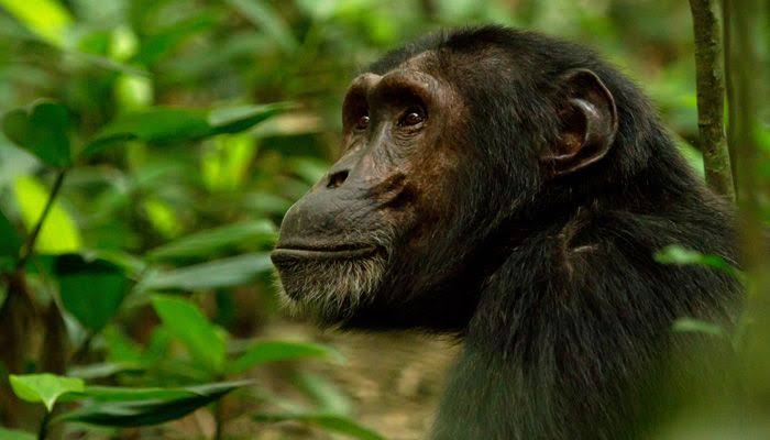 3-Day Bwindi Gorilla Tracking & Batwa Cultural Experience gallery image