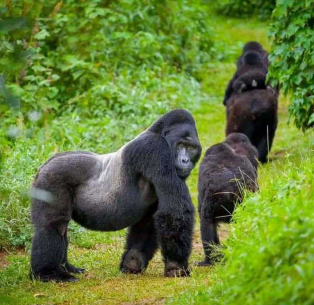 3-Day Bwindi Gorilla Tracking & Batwa Cultural Experience