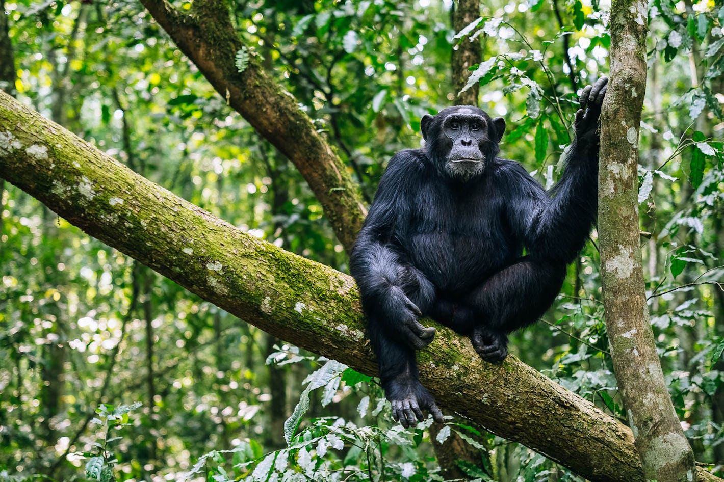 5-Day Bwindi Impenetrable NP Lake Bunyonyi & Queen Enp gallery image