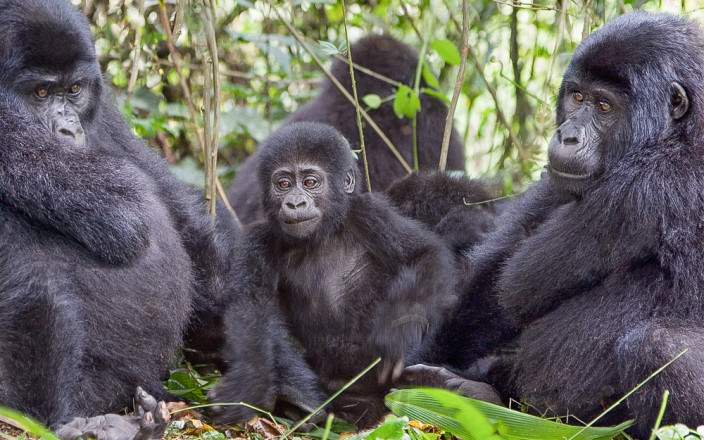 5-Day Bwindi Impenetrable NP Lake Bunyonyi & Queen Enp gallery image