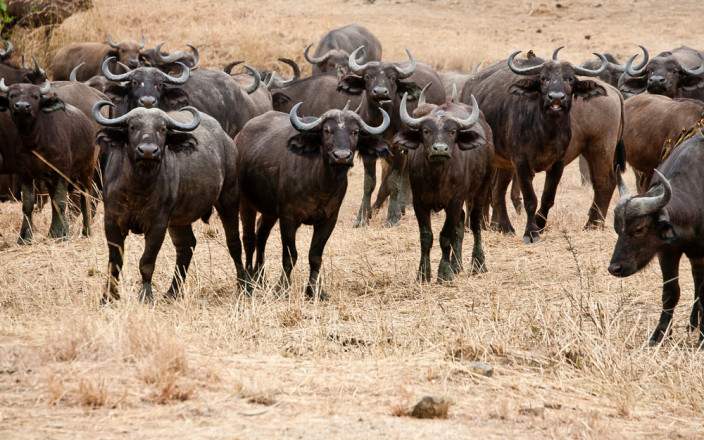 5-Day Bwindi Impenetrable NP Lake Bunyonyi & Queen Enp gallery image