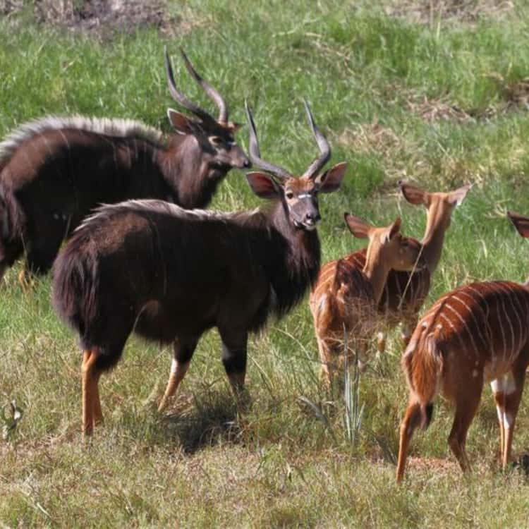 5-Day Chebera Churchura Wildlife Safari gallery image