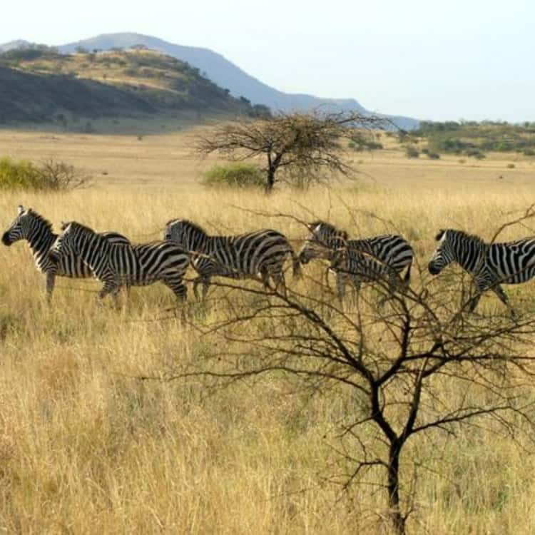 5-Day Chebera Churchura Wildlife Safari