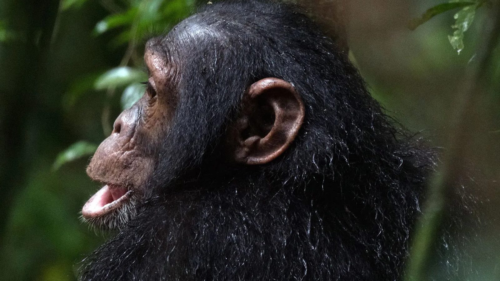 7-Day Chimpanzee, Gorillas and Big 5 Safari gallery image