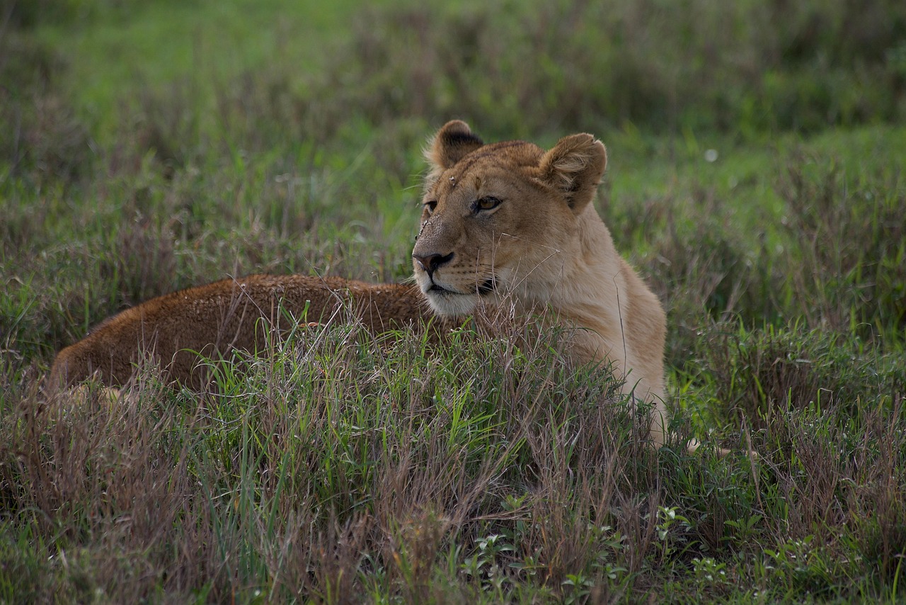 12-Day Combine Tour Kilimanjaro Trek's & Serengeti Park gallery image