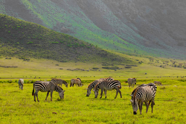3-Day Culture Safari ( Hadzabe & Datoga) gallery image
