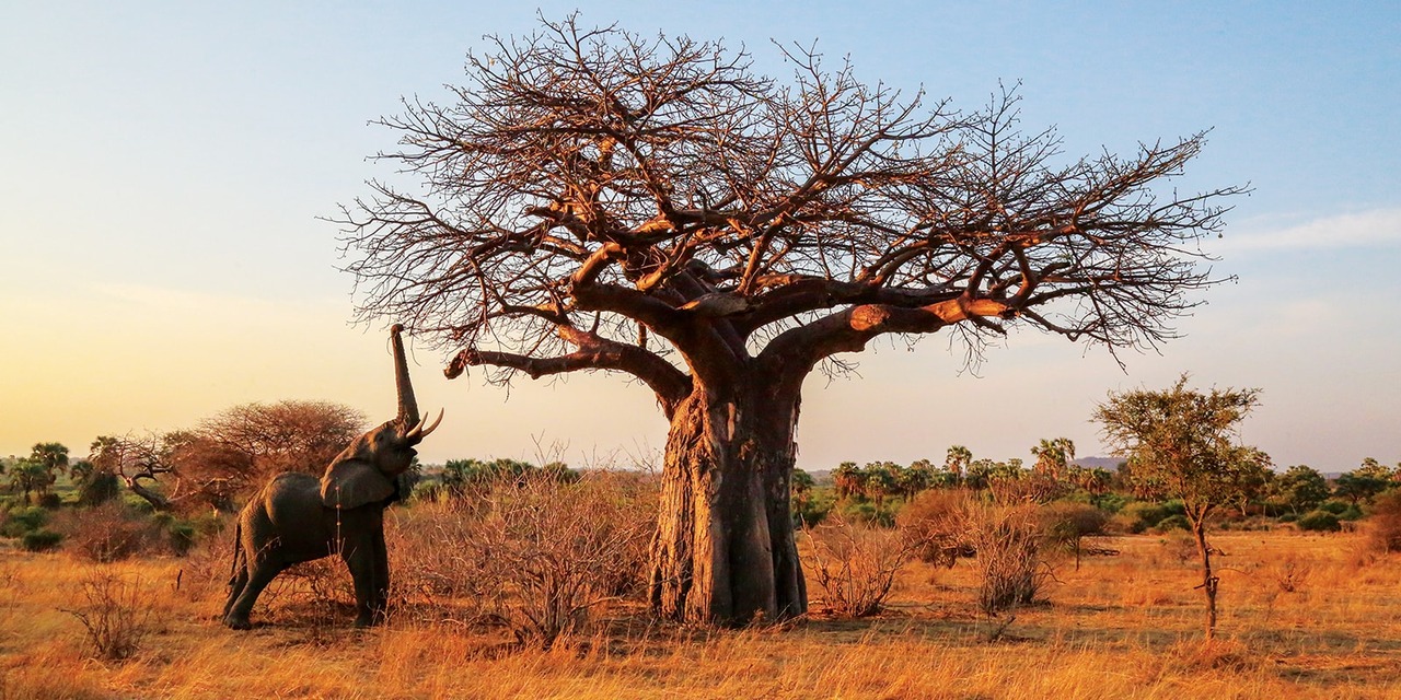 3-Day Culture Safari ( Hadzabe & Datoga) gallery image