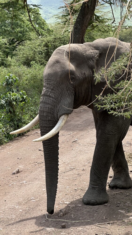 3-Day Days Tarangire, Ngorongoro Crater and Lake Manyara gallery image