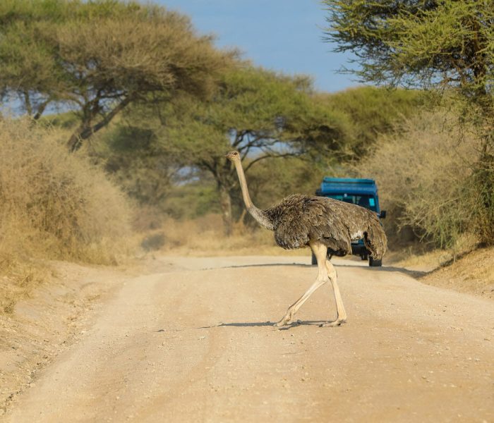 3-Day Days Tarangire, Ngorongoro Crater and Lake Manyara gallery image