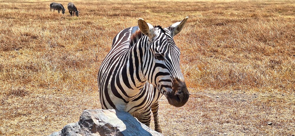 3-Day Days Tarangire, Ngorongoro Crater and Lake Manyara