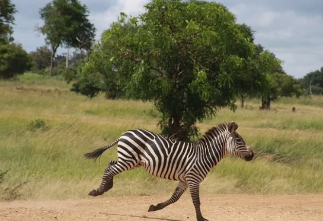 2-Day Game Drive Safari in Tarangire and Ngorongoro gallery image
