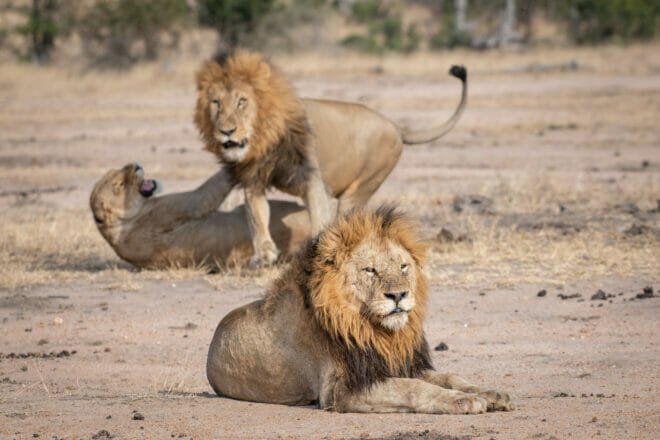 Alfamale tours & Safaris