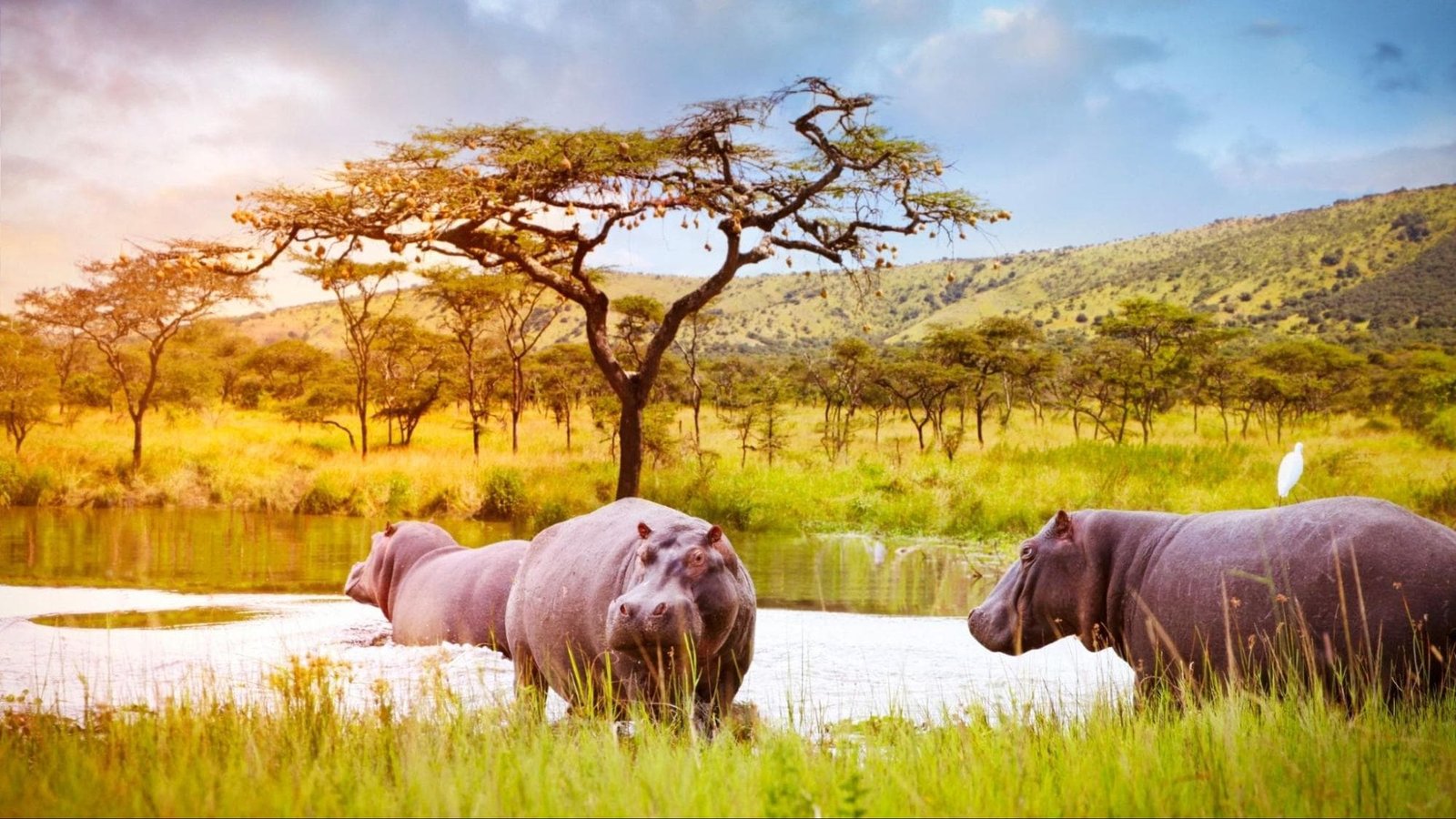 Alfamale tours & Safaris