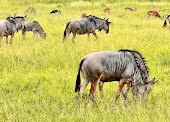 Alfamale tours & Safaris
