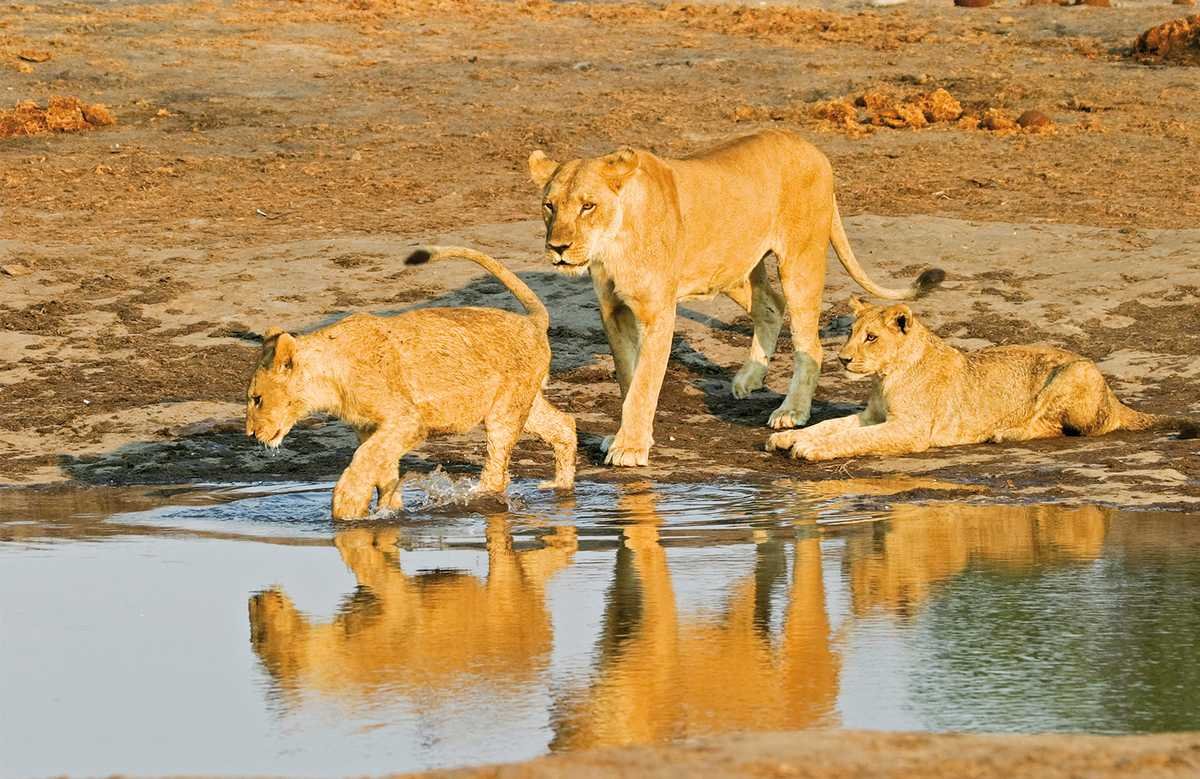 Safari Vendors