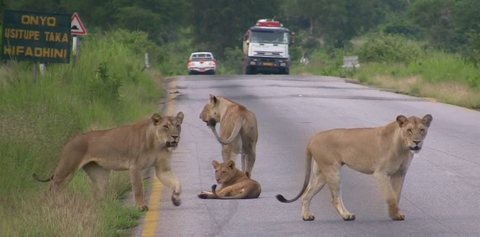 Safari Vendors