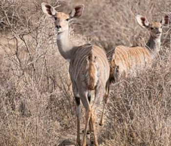 3-Day Ethiopia Awash National Park Wildlife Tour gallery image