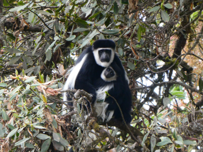 3-Day Ethiopia Awash National Park Wildlife Tour gallery image
