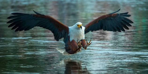 8-Day Ethiopia Birdwatching Safari Experience gallery image