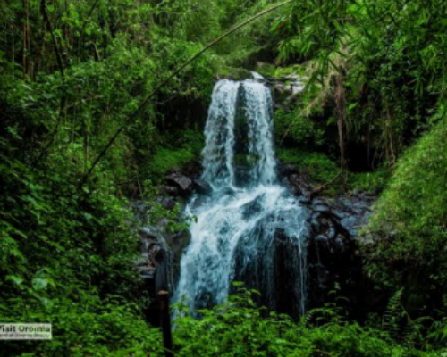 8-Day Ethiopia Birdwatching Safari Experience gallery image