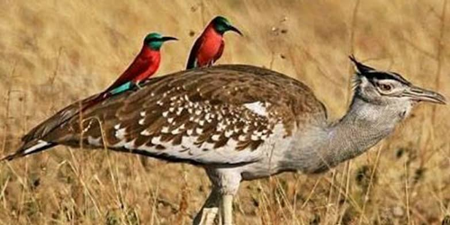 8-Day Ethiopia Birdwatching Safari Experience gallery image