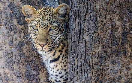 5-Day Explore Tanzania's Iconic Parks with Acatree Tour gallery image