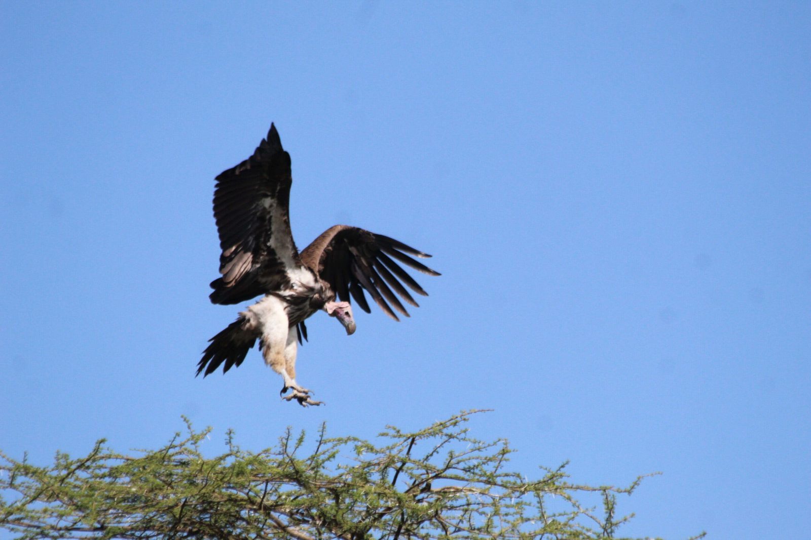 3-Day Fly-In Bird Watching & Fishing Safari in Nyerere NP gallery image
