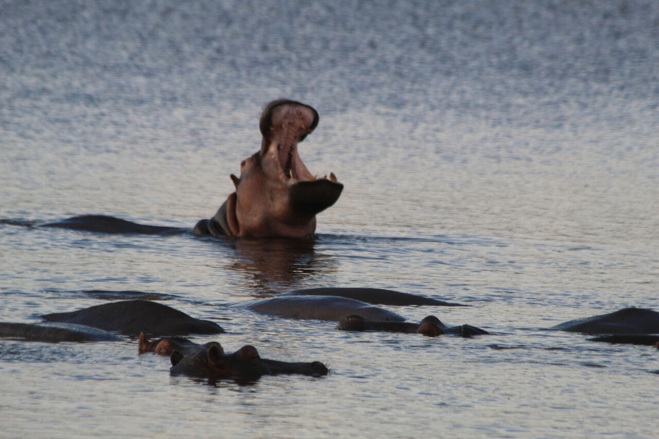 3-Day Fly-In Bird Watching & Fishing Safari in Nyerere NP gallery image