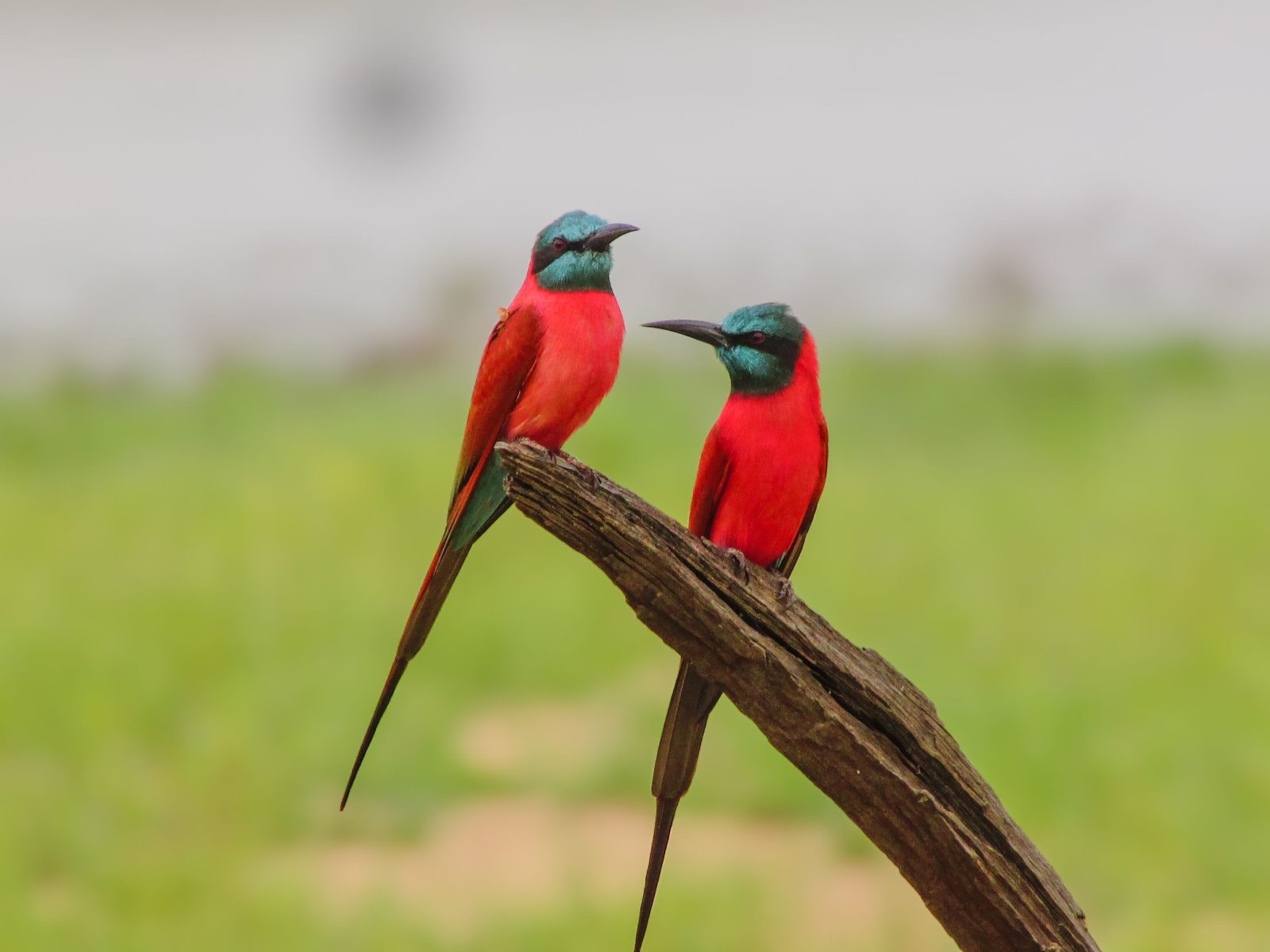 3-Day Fly-In Bird Watching & Fishing Safari in Nyerere NP