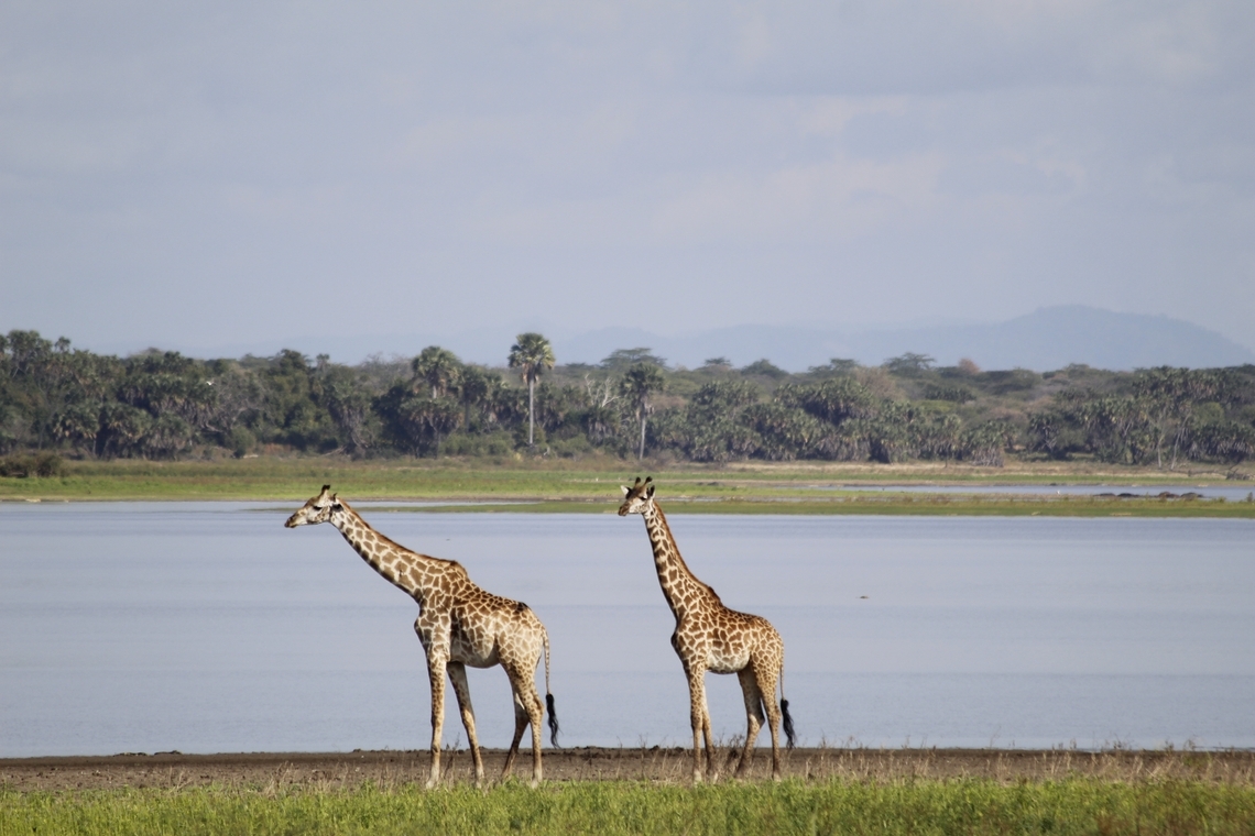 3-Day Fly in & out Zanzibar to Serengeti & Ngorongoro gallery image