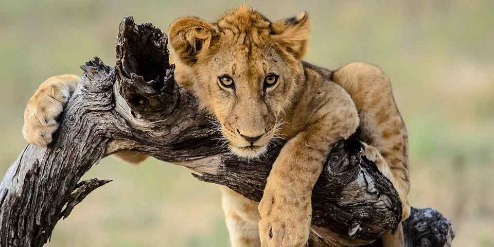 3-Day Fly in & out Zanzibar to Serengeti & Ngorongoro